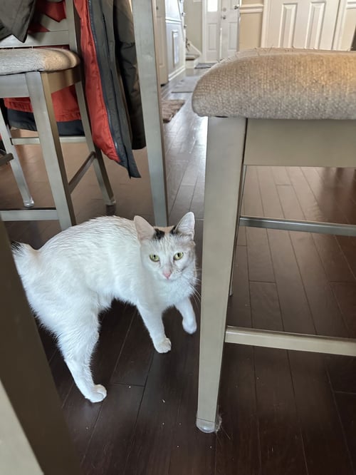 TATIANA - American Shorthair / Manx available for adoption