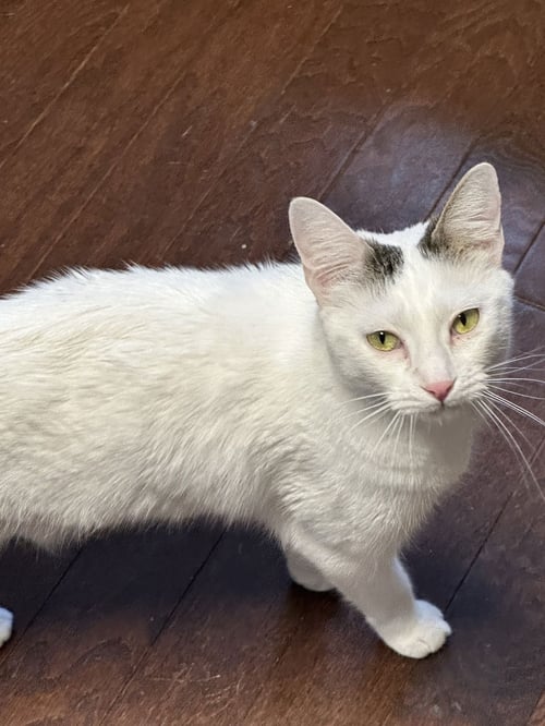 TATIANA - American Shorthair / Manx available for adoption