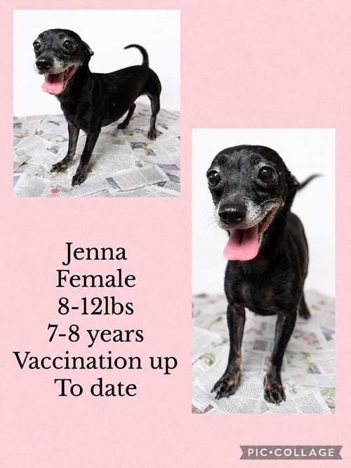 JENNA - Chihuahua / Dachshund available for adoption