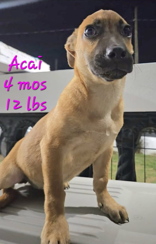 ACAI