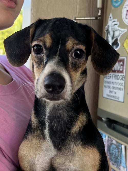 BEAN - Chihuahua / Beagle available for adoption