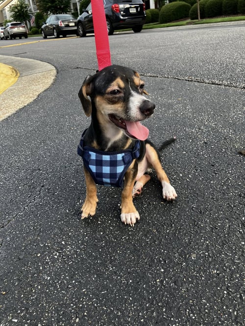 BEAN - Chihuahua / Beagle available for adoption