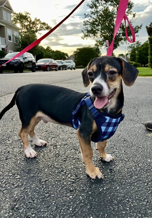 BEAN - Chihuahua / Beagle available for adoption
