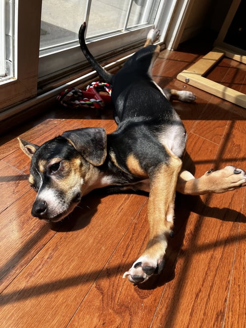 BEAN - Chihuahua / Beagle available for adoption