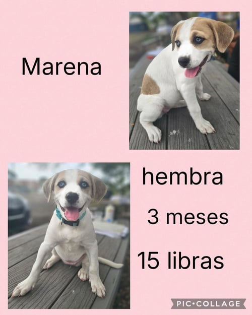 MARENA - Beagle / Labrador Retriever available for adoption