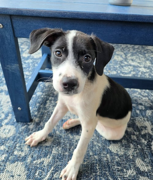 CHARLOTTE - Spaniel / Hound available for adoption