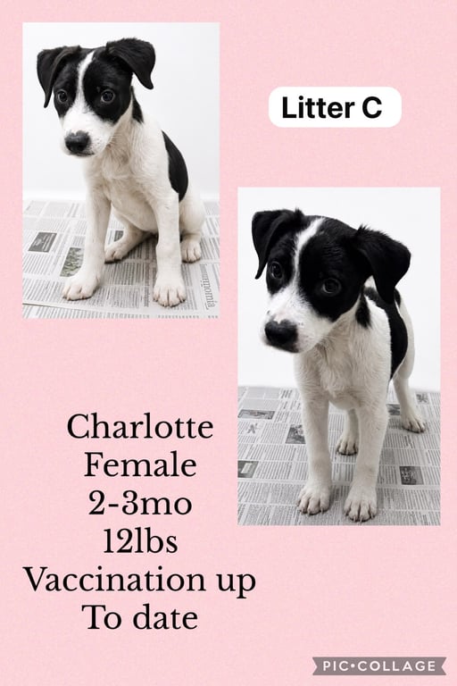 Charlotte Image