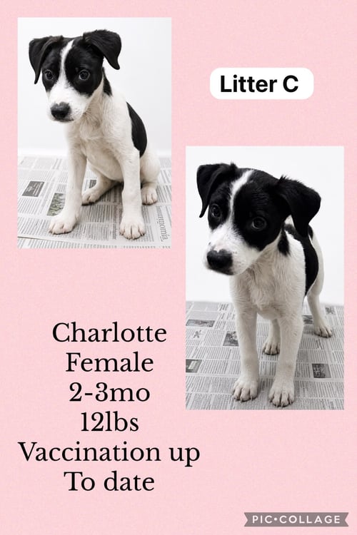 CHARLOTTE - Spaniel / Hound available for adoption