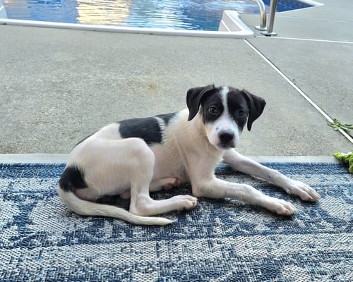CHARLOTTE - Spaniel / Hound available for adoption
