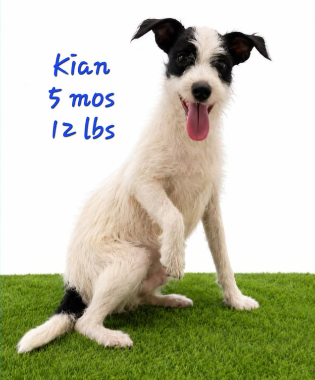 Kian Image