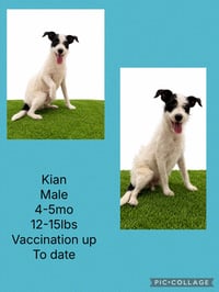 Kian - Photo 3