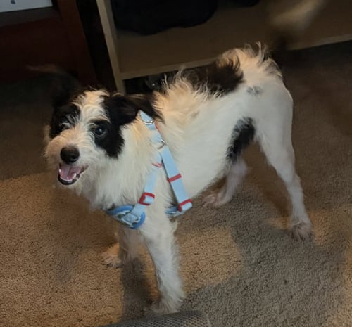KIAN - Terrier / Chihuahua available for adoption