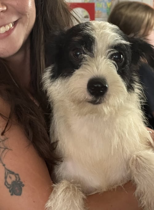 KIAN - Terrier / Chihuahua available for adoption