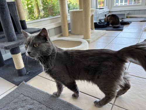 ARIES - Nebelung available for adoption