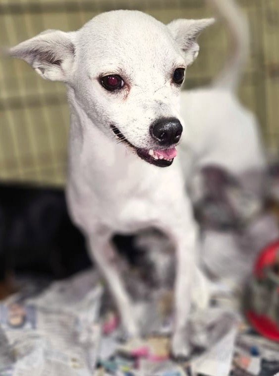 Azucar Image