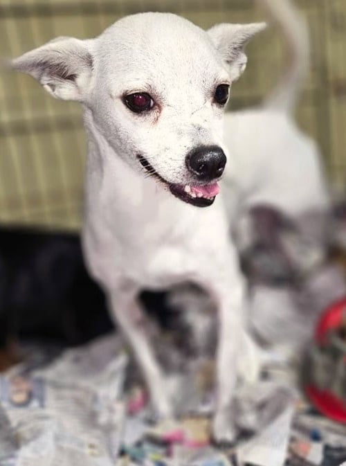AZUCAR - Chihuahua / Terrier available for adoption