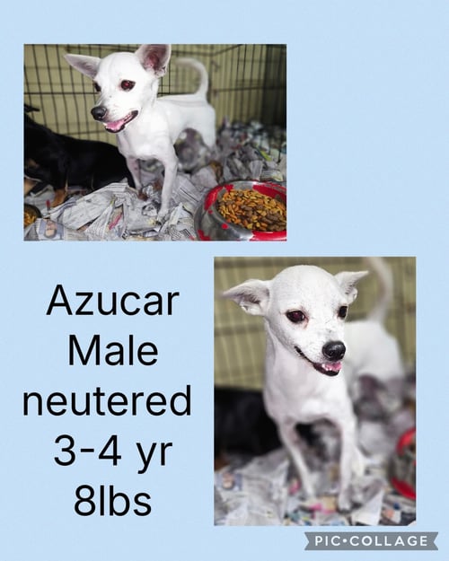 AZUCAR - Chihuahua / Terrier available for adoption