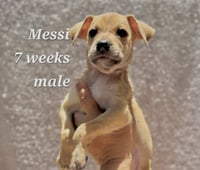Messi - Photo 1