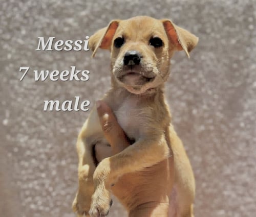 MESSI - Chihuahua available for adoption