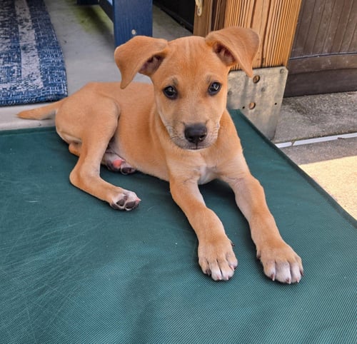 MESSI - Chihuahua available for adoption