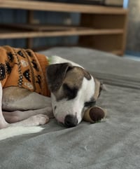 Otto - Photo 5