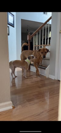 Otto - Photo 8