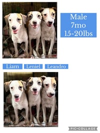Otto - Photo 10