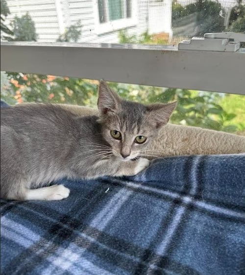HENRIETTA - Domestic Short Hair available for adoption