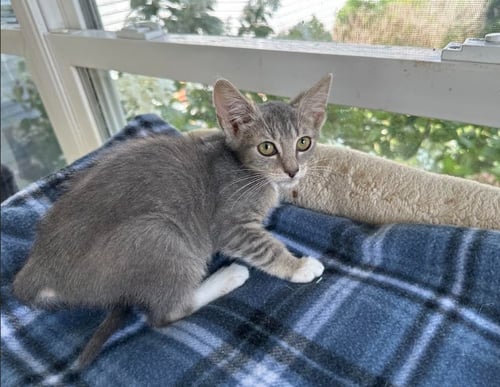 HENRIETTA - Domestic Short Hair available for adoption
