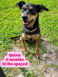 Quinn - Photo 1