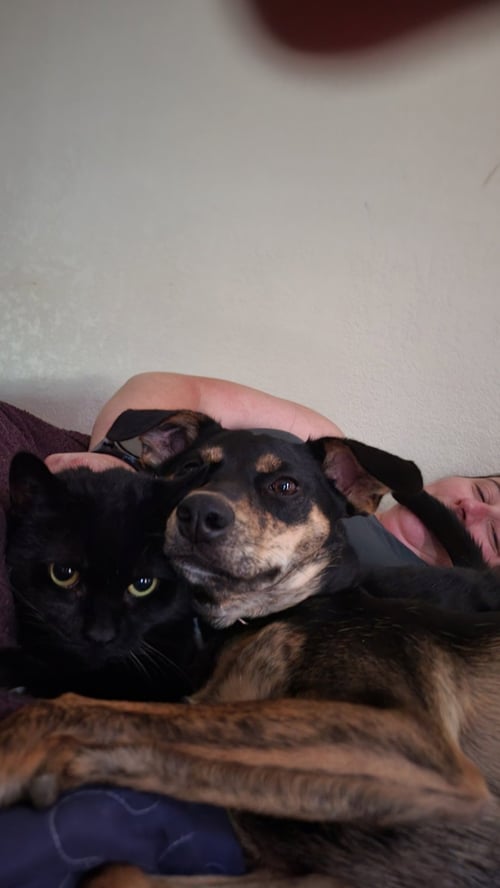 QUINN - Doberman Pinscher / Retriever available for adoption