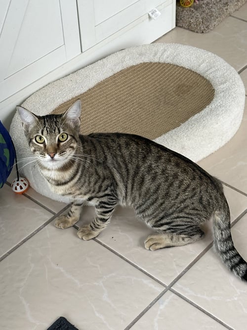 LONDON - Domestic Short Hair available for adoption