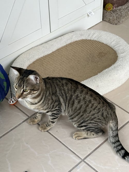 LONDON - Domestic Short Hair available for adoption