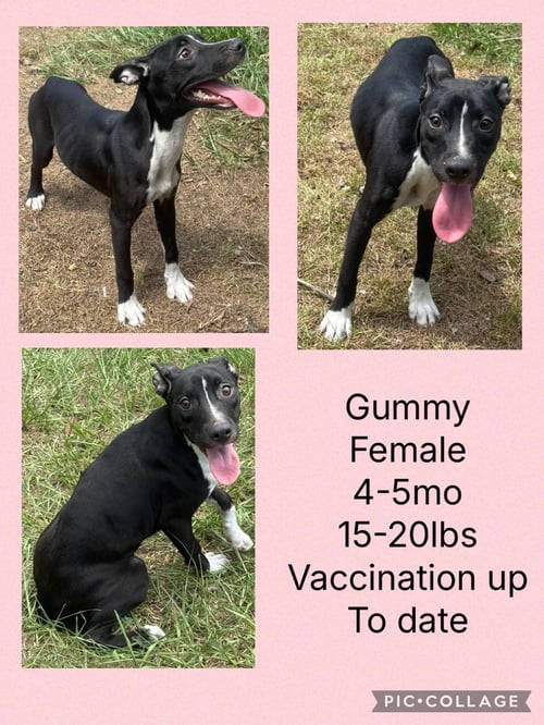 GUMMY - Whippet / Dalmatian available for adoption