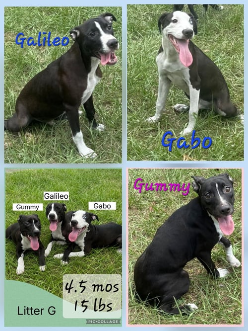 GUMMY - Whippet / Dalmatian available for adoption