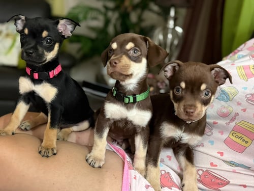 CONDY - Chihuahua available for adoption