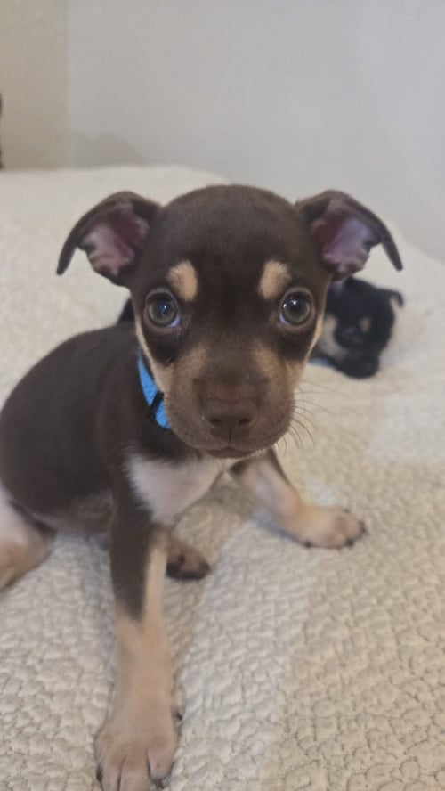 CONDY - Chihuahua available for adoption
