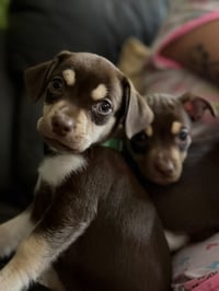 Condy - Photo 4