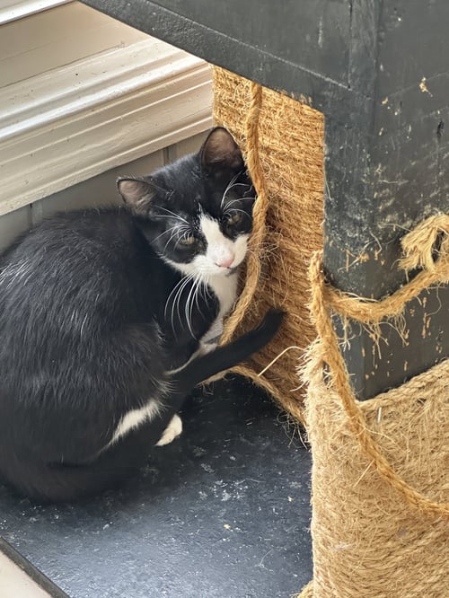 BOOTS - Domestic Short Hair available for adoption