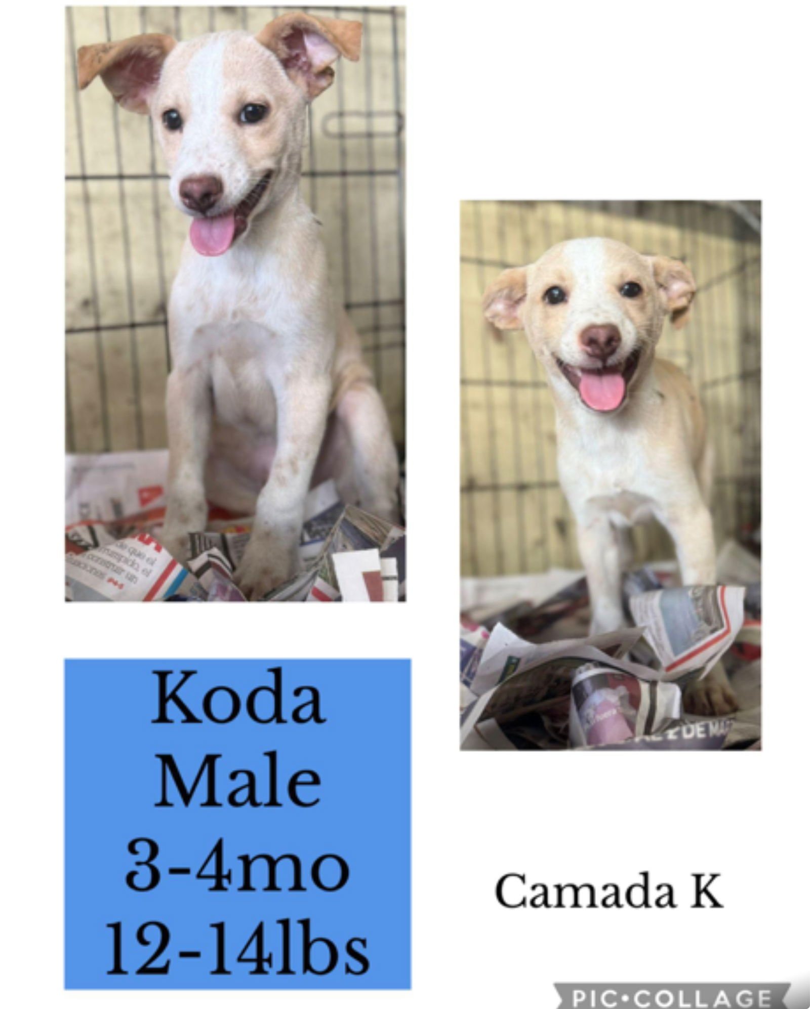 KODA - Boxer / Shiba Inu available for adoption