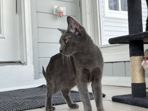 AURA - Domestic Short Hair available for adoption