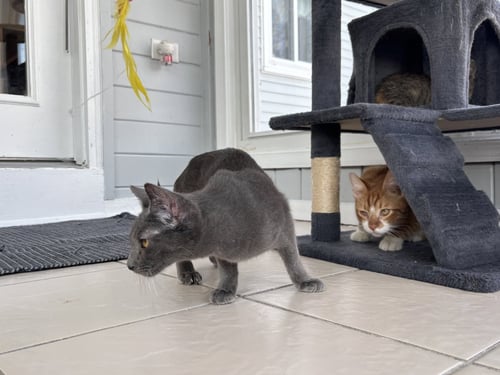 AURA - Domestic Short Hair available for adoption