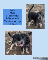 Koda - Photo 1