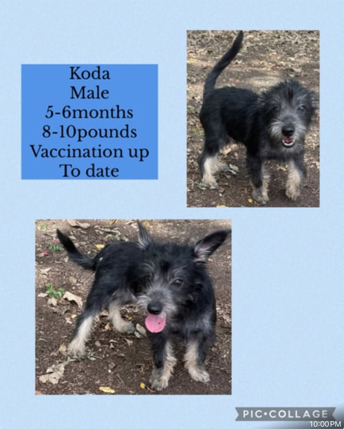 KODA - Schnauzer / Cairn Terrier available for adoption