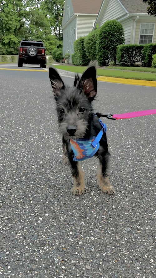 KODA - Yorkshire Terrier Yorkie / Schnauzer available for adoption