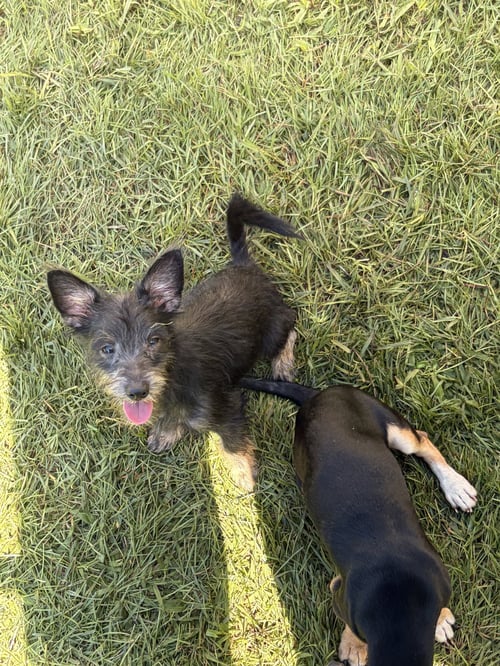 KODA - Schnauzer / Cairn Terrier available for adoption