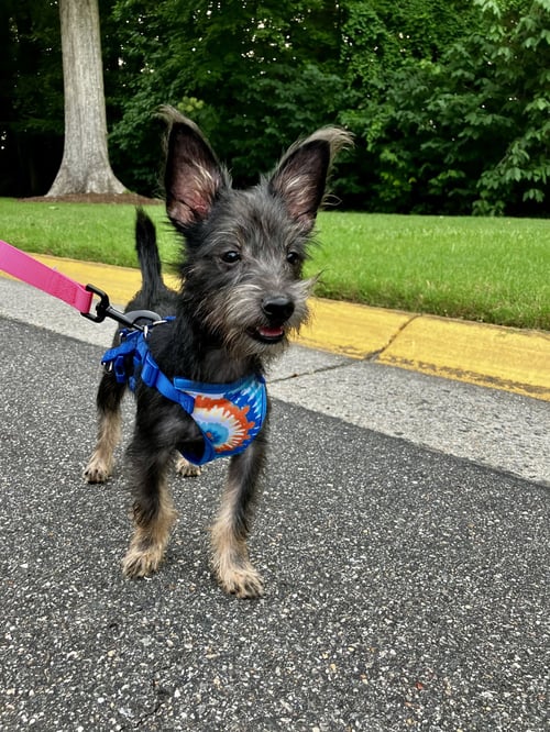 KODA - Yorkshire Terrier Yorkie / Schnauzer available for adoption