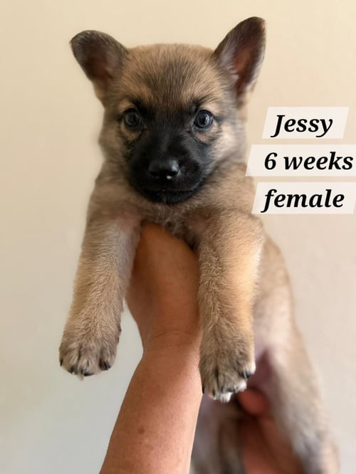 JESSY