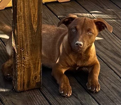 CANELA - Labrador Retriever / Schnauzer available for adoption