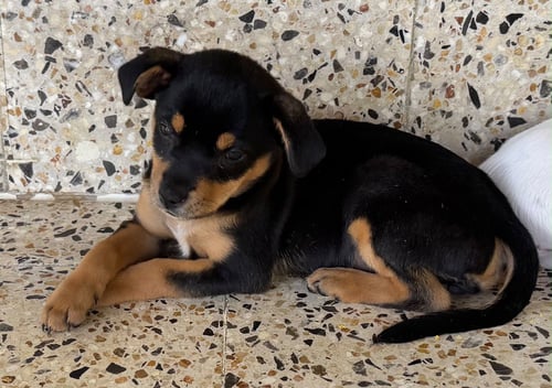 MIAH - Chihuahua available for adoption